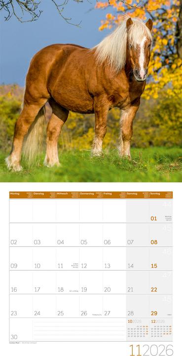 Produktbild Pferde Kalender 2026 - 30x30 (30 x 30 cm, Harter Einband, Deutsch)