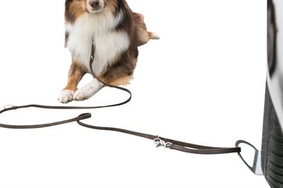 Produktbild Trixie Auffahrplatte zum Anleinen (Hund, Allgemein)
