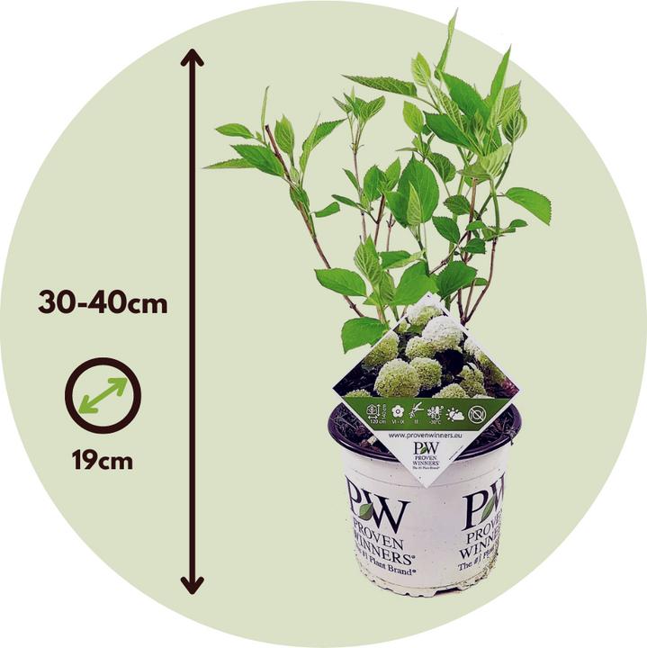Immagine prodotto Plant in a Box Ortensia Strong Annabelle - Set di 2 ortensie (30 cm)