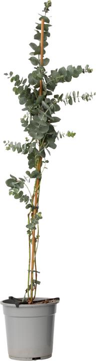Plant in a Box Eucalyptus cinerea 'Silver Dollar' - Silber-Dollar Eukalyptus (110 cm)