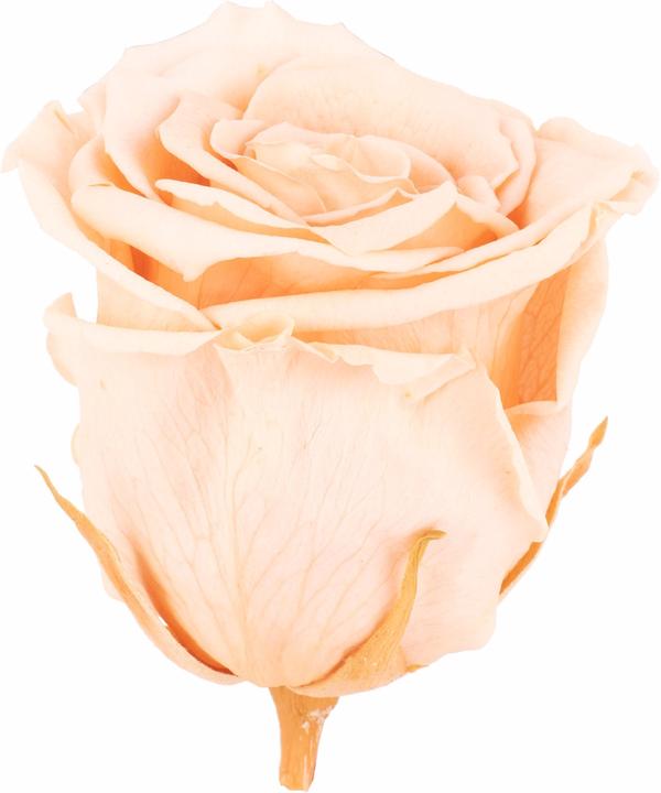 Actual product image Flowerbox Pack of 6 Infinity Bloom preserved rose heads XL (Infinity Flowers)