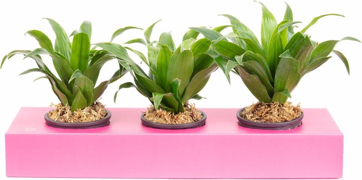 Actual product image Flowerbox Wall greening cardboard - Sweet 3