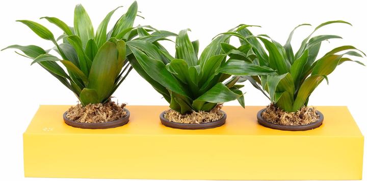 Produktbild Flowerbox Wandbegrünung Karton - Sweet 3