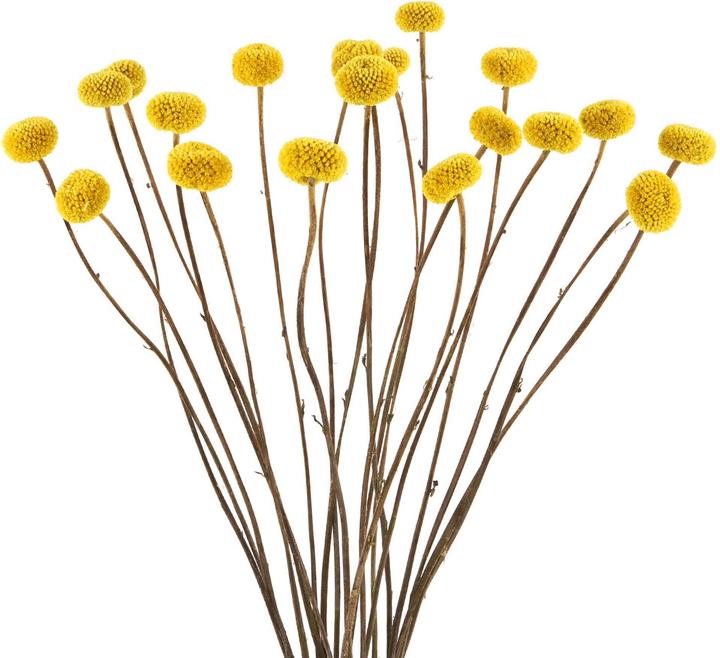 Geschenkkörbe CH Craspedia dried flowers, natural yellow (Dried flowers)