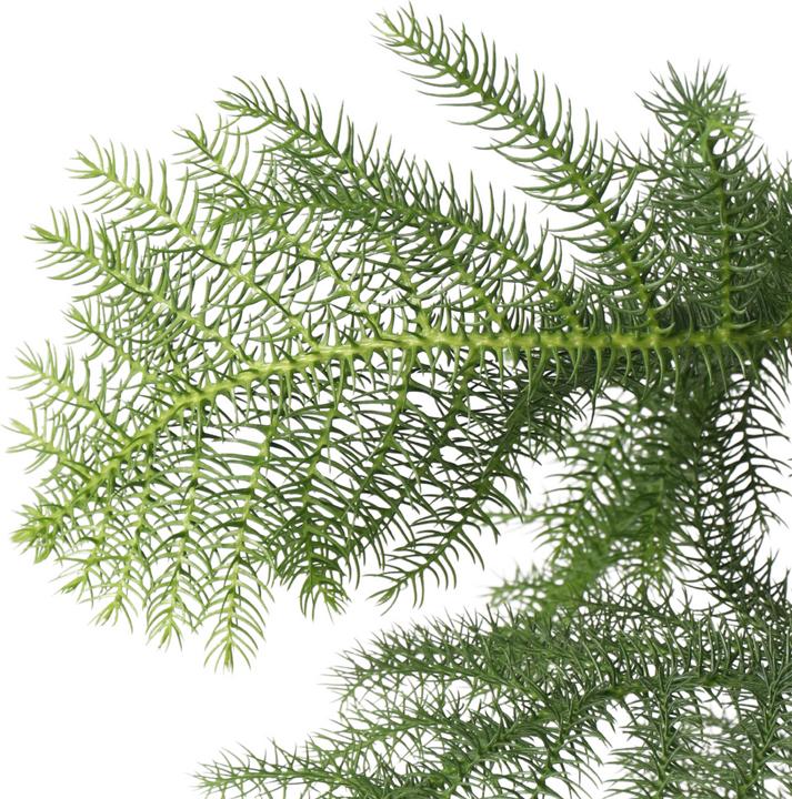 Immagine prodotto Plant in a Box Araucaria Heterophylla - Pino delle isole di Norfolk (80 cm)