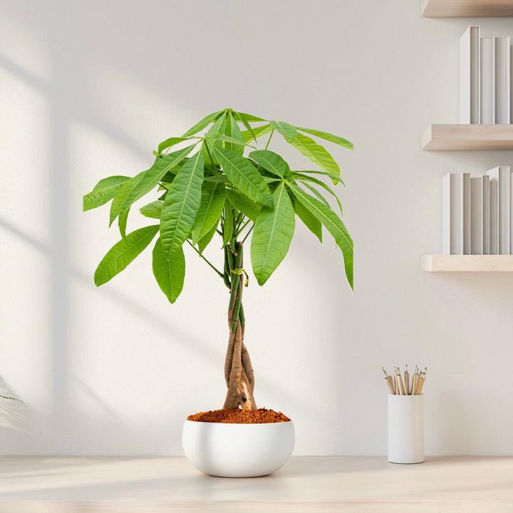 Actual product image Mahaloplants Glückskastanie (45 cm, Animal friendly)