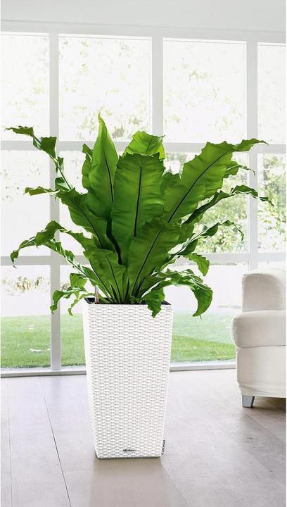 Actual product image Lechuza Cubico Cottage (39.50 cm)