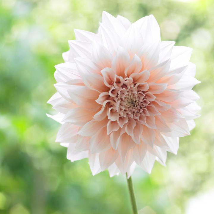 Image du produit Plant in a Box Dahlia Café au Lait - Dahlia (10 cm)