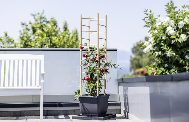 Actual product image Windhager Bac à plantes surélevé en bois Pyramide 50x50x14 5cm (145 cm, 50 cm)