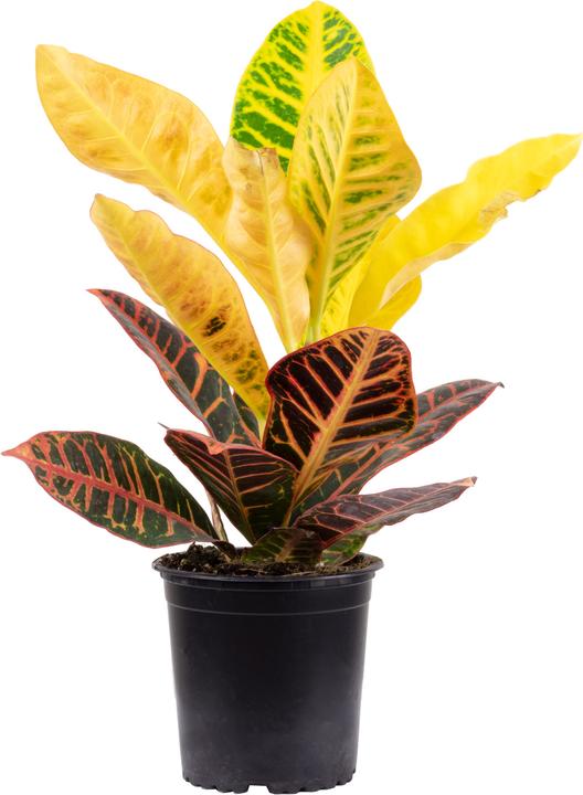Image du produit Flowerbox Arbuste miracle "Petra" - Codiaeum Petra (20 cm)