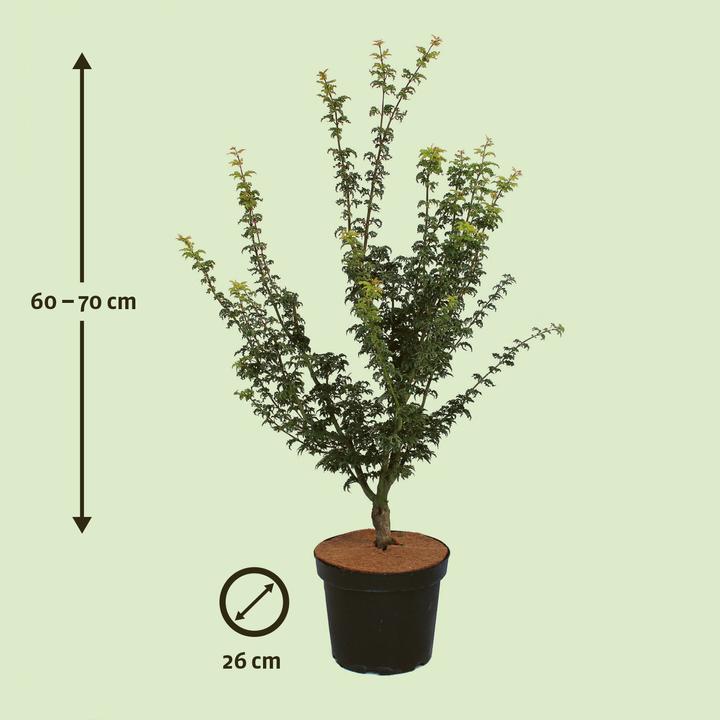 Immagine prodotto Zulauf Japanischer Fächer-Ahorn / Acer palmatum 'Shishigashira' (70 cm)
