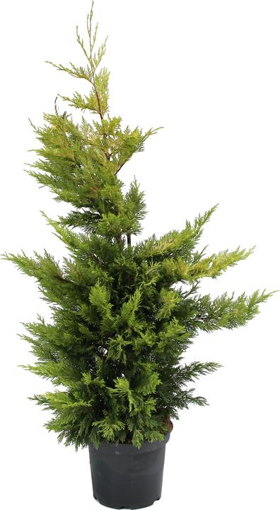 Actual product image Zulauf Leyland cypress (100 cm)
