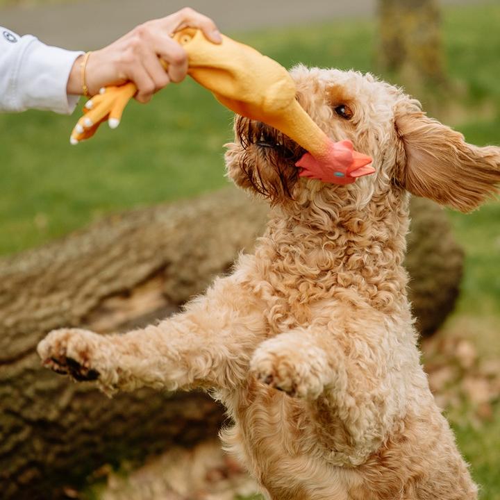 Actual product image Nobby Latex chicken (Tug toy dog)
