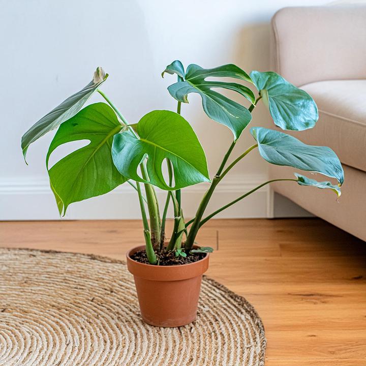 Immagine prodotto VEG and the City Lanai (Fensterblatt - Monstera deliciosa) (30 cm)