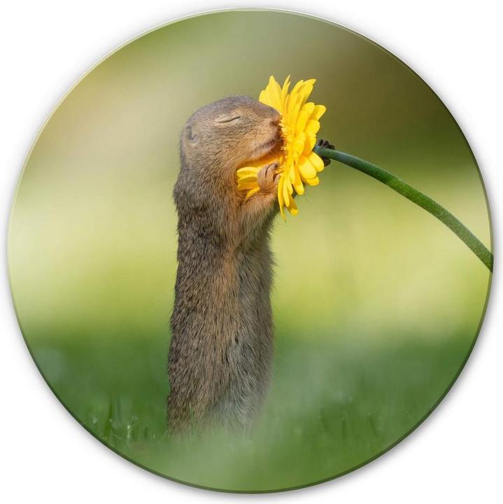 Produktbild Trenddeko van Duijn - Erdhörnchen riecht an Blume (Ø 70 cm)