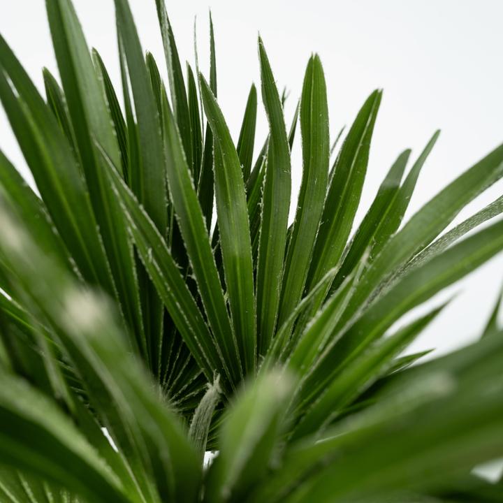 Image du produit Plant in a Box Chamaerops 'Vulcano' - Palmier nain volcanique (35 cm)
