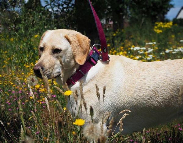 Actual product image Nobby Collar Classic Preno Royal (XS, Dog)