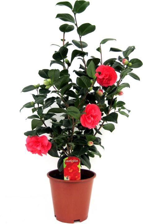 Produktbild Plant in a Box Camellia japonica Lady Campbell - Kamelie (60 cm)