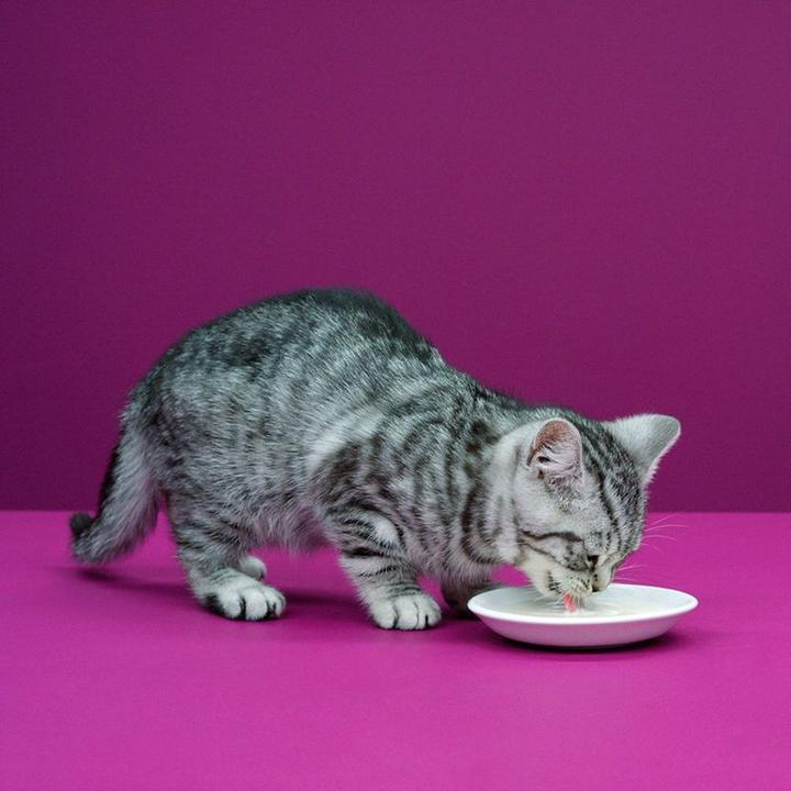 Produktbild Whiskas Katzenmilch Multipack (5 Stk., 3540 g)