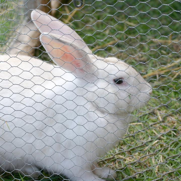 Immagine prodotto Casa Pura Drahtzaun Kleintierzucht (25 m)