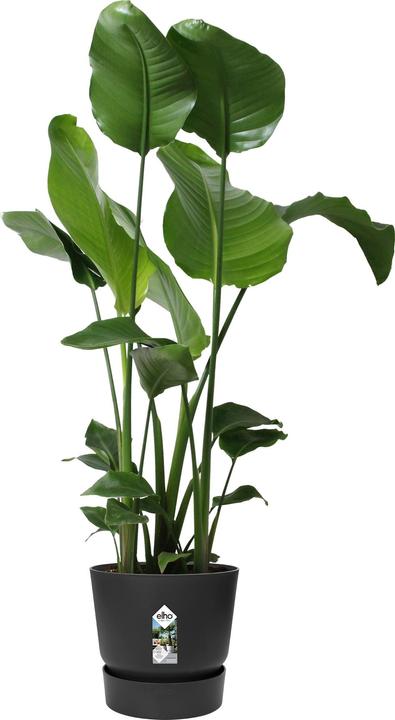 Immagine prodotto Elho Vasi da fiori (29.50 cm)