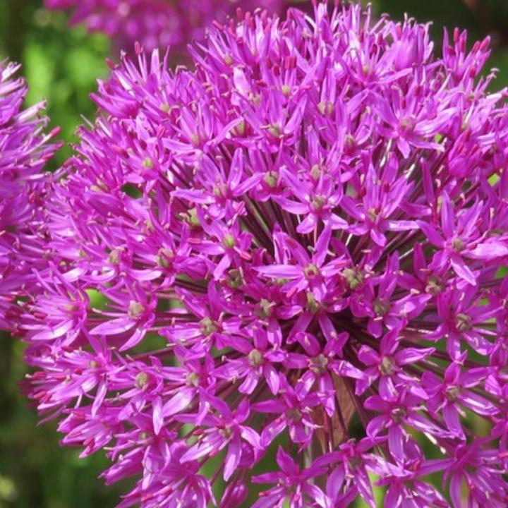 Produktbild Plant in a Box Allium 'Millenium' - 3er-Set (10 cm)