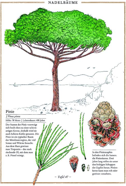 Produktbild Birke, Buche, Baobab (Deutsch, Virginie Aladjidi, 2013)