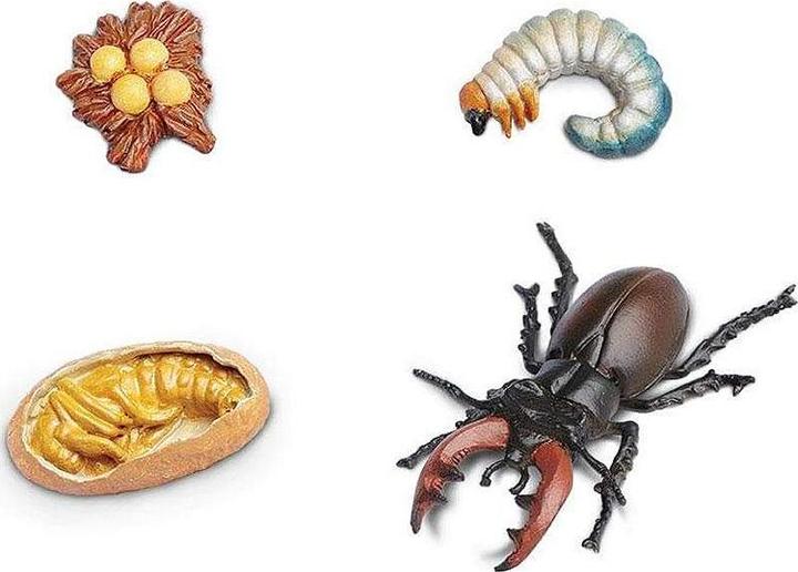 Produktbild Safari Lebenszyklus des Hirschkäfer