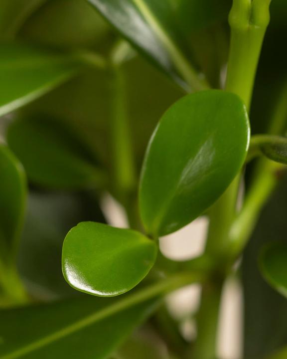 Actual product image feey Clusia rosea 'Princess' (45 cm, Freshly repotted)