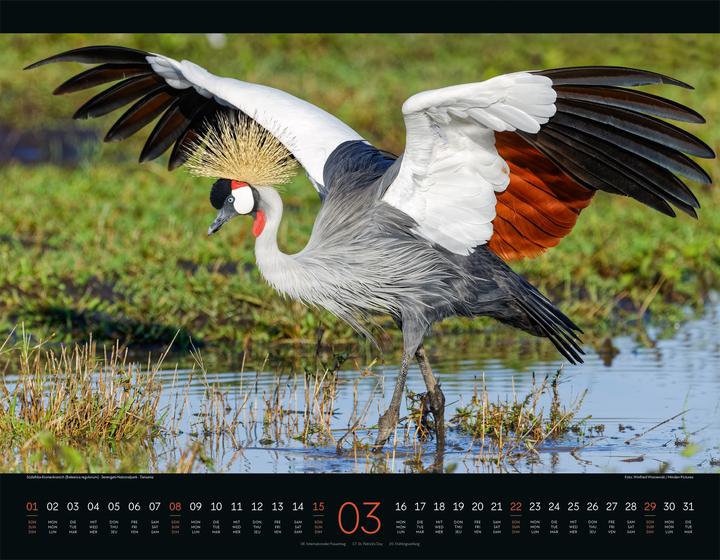 Produktbild Wildes Afrika Kalender 2026 (54 x 42 cm, Harter Einband, Englisch, Französisch, Deutsch)