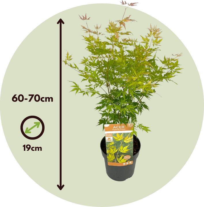 Actual product image Plant in a Box Acer Palmatum 'Orange Lace' - Maple tree (60 cm)
