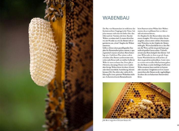 Actual product image Kosmos Bienenwachs und Wachskreislauf (German, Matthias Schlörholz, 2023)