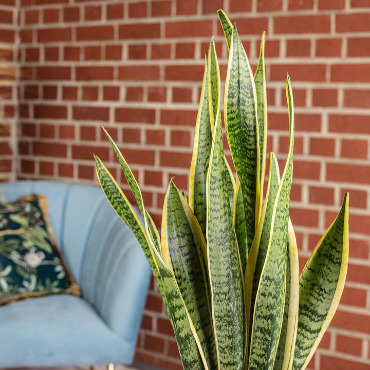 Actual product image Flowerbox Striped snake plant - height ca. 65 cm, pot-Ø 17 cm - Sansevieria trifasciata Laurentii (65 cm)