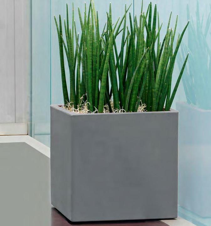 Immagine prodotto Giarnaldo Momus Cubo (50 cm)