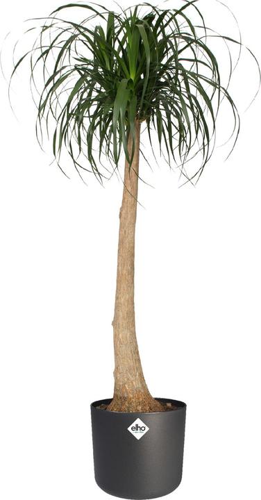 Actual product image Elho b.for soft (13.80 cm)