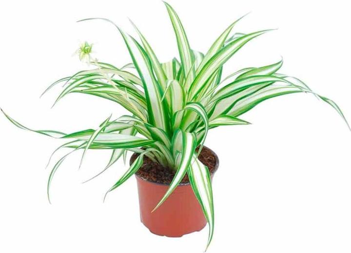 Plantlovers Chlorophytum Comosum (Grünlilie) (25 cm, Frisch umgetopft)