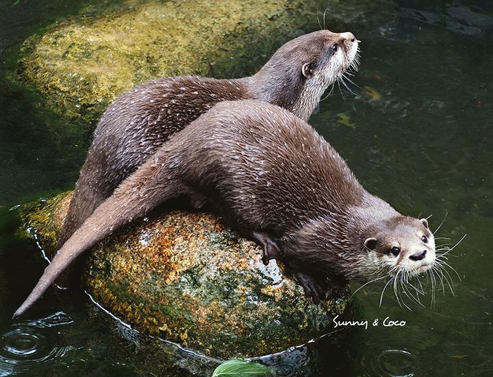 Immagine prodotto Calendario Lontra 2025 Calendario da parete (Tedesco)