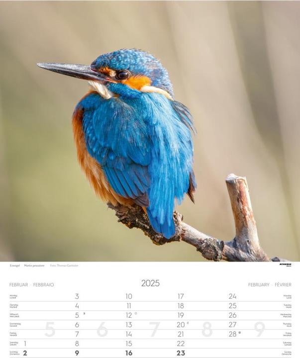 Produktbild Tiere der Alpen - Kalender 2025 (Harter Einband, Französisch, Englisch, Deutsch, Italienisch)