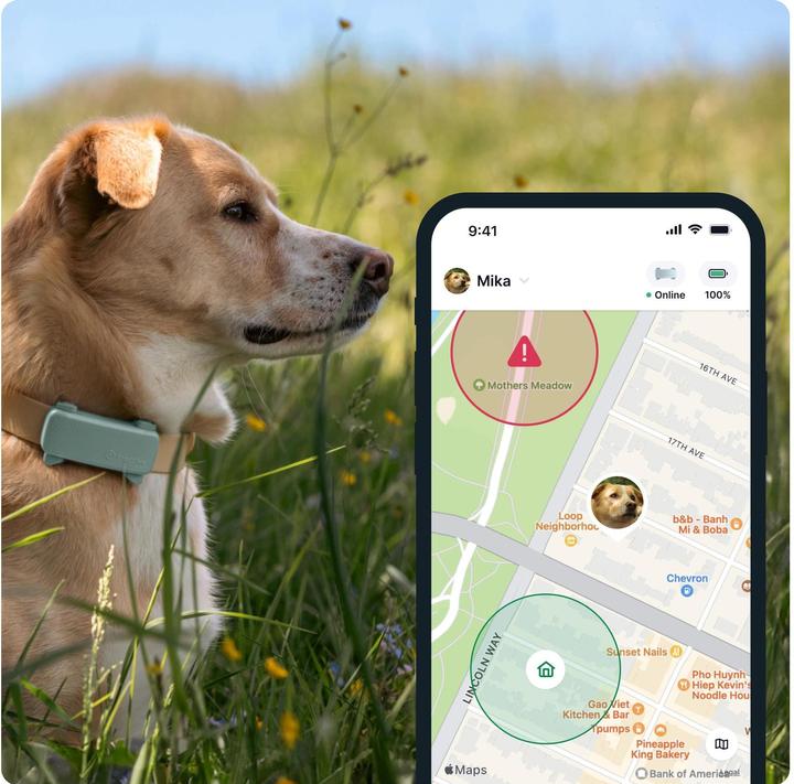 Image du produit Tractive GPS Tracker Dog 6 (Chien)