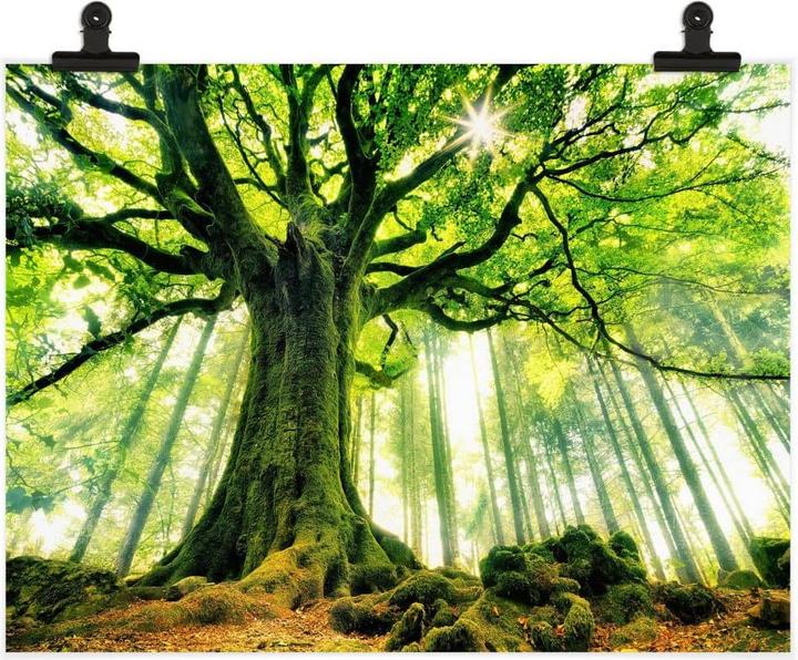 Image du produit Trenddeko Kiciak - La forêt des contes de fées (80 x 60 cm)
