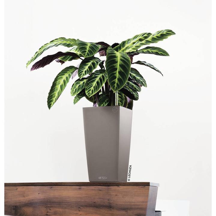 Image du produit Lechuza Cubico Color (22 cm)