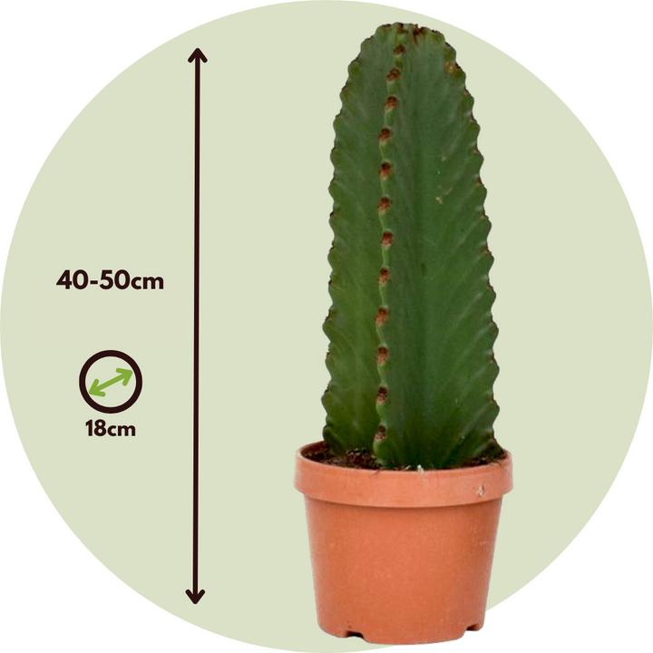 40 cm