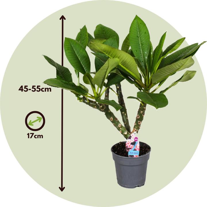 Produktbild Plant in a Box Plumeria rubra - Hawaii pflanze (45 cm)