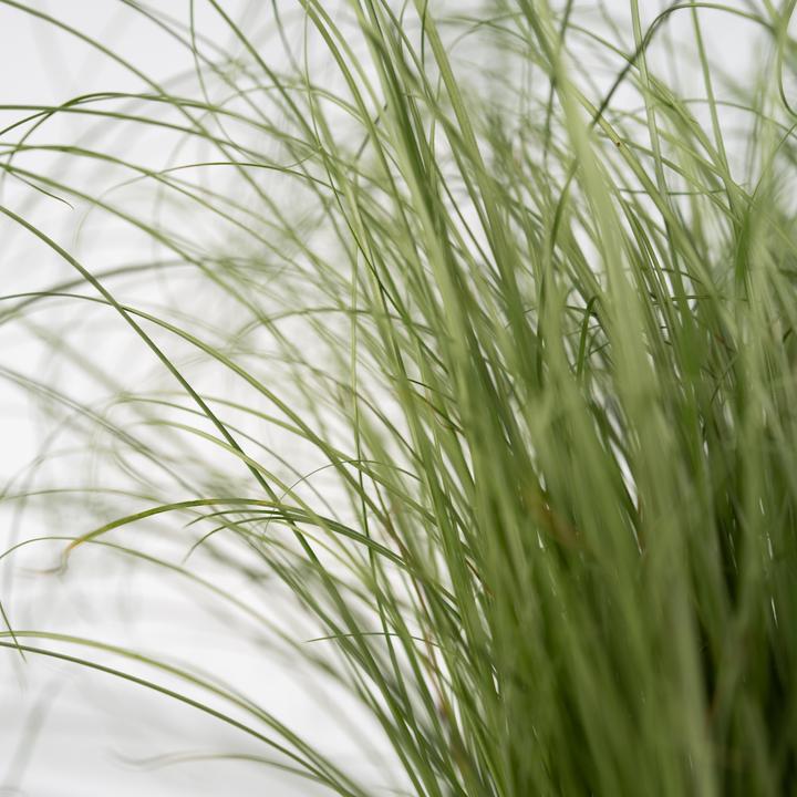Image du produit Plant in a Box Festuca glauca 'Elijah Blue' - Lot de 6 Fétuques bleu-vert (10 cm)