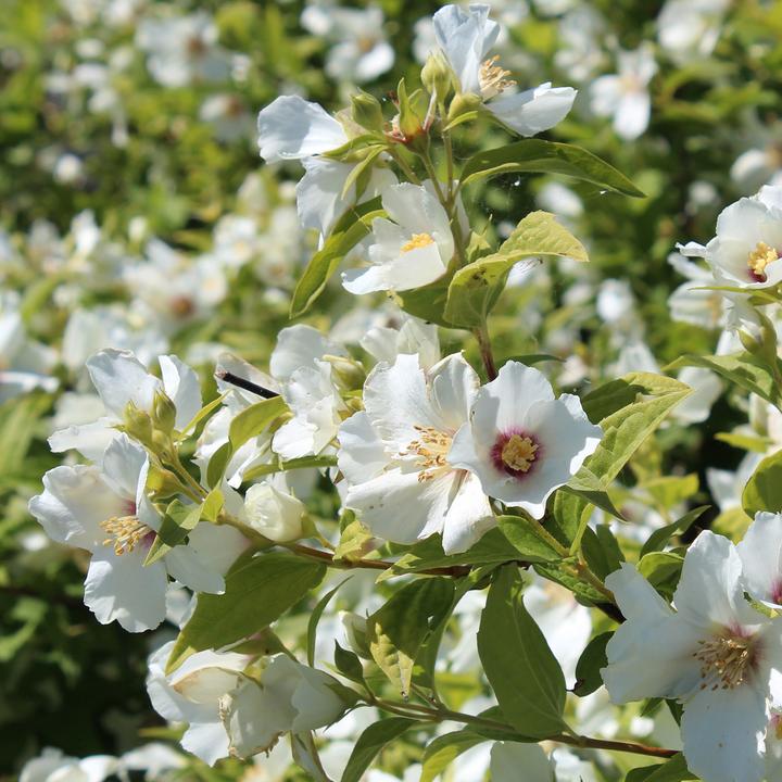 Immagine prodotto Zulauf Pfeifenstrauch / Philadelphus 'Belle Etoile' (100 cm)