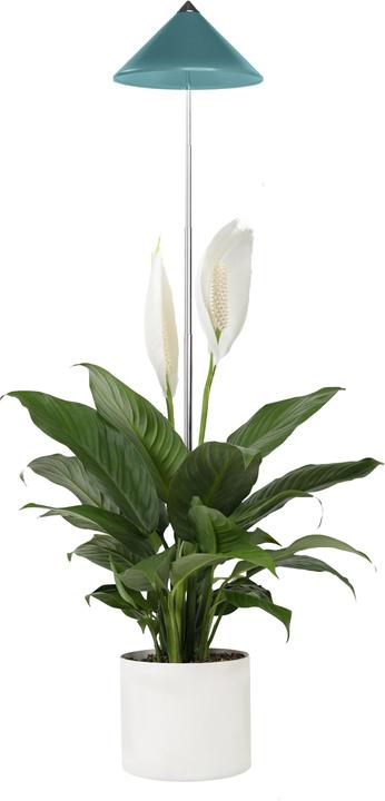 Productafbeelding Parus by Venso SUNLiTE Plant Lamp 7W Benzine (LED, 230 V)