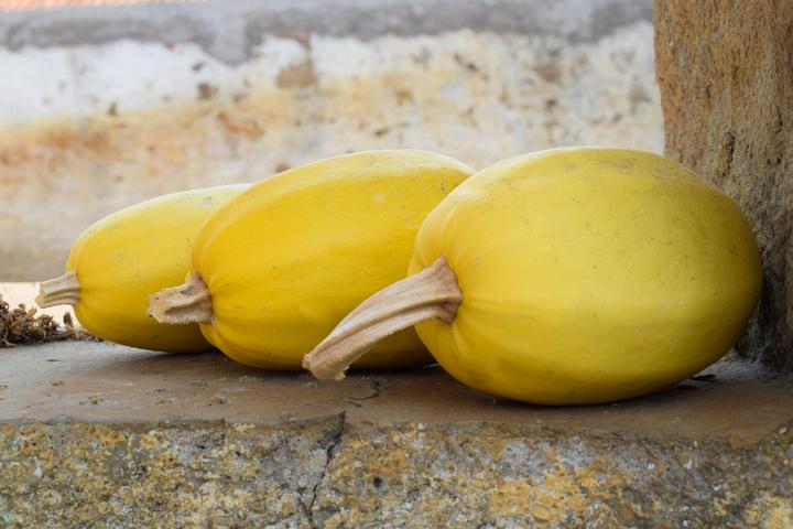 Immagine prodotto Living Seeds Zucca Spaghetti (Semi di verdura)