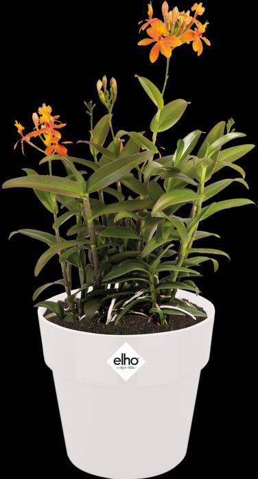 Image du produit Elho B.for Original Rond (29.50 cm)