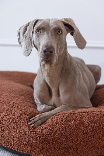 Actual product image Designed by Lotte Ribbed divan bed (Dog)