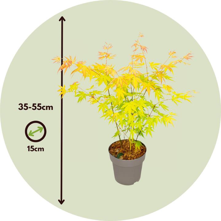 Produktbild Plant in a Box Acer palmatum 'Orange Dream' - Japanischer Ahorn (35 cm)